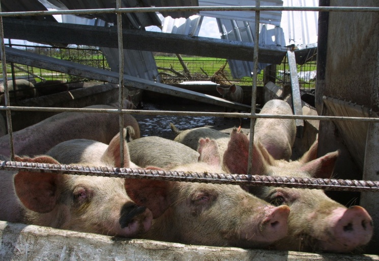 Las exportaciones de EU de carne de cerdo se dispararon 700 por ciento en los 12 años posteriores a la firma del TLCAN, y desde entonces han aumentado otro 180 por ciento.