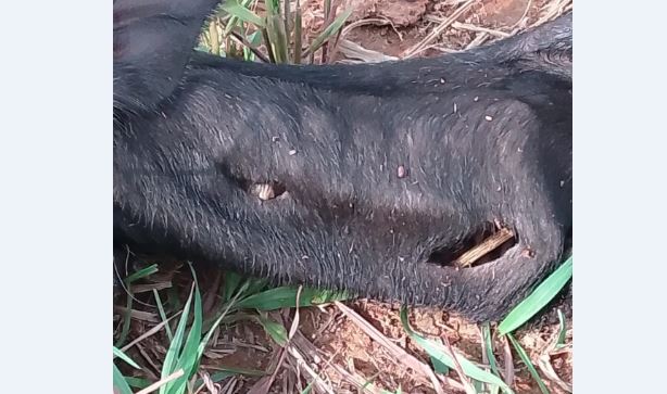 Pobladores de zona rural de Coatza piden a las autoridades acelerar captura de jaguar